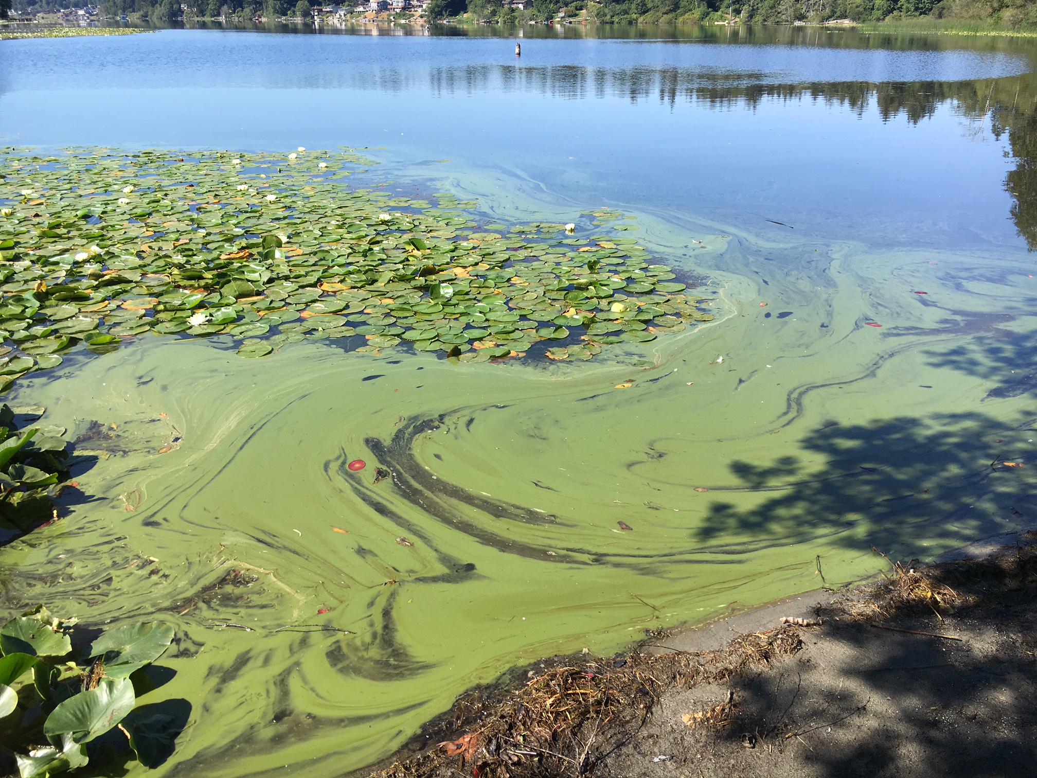 algae